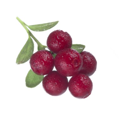 beyaz arka plan üzerinde izole olgun cowberries, yakın çekim  