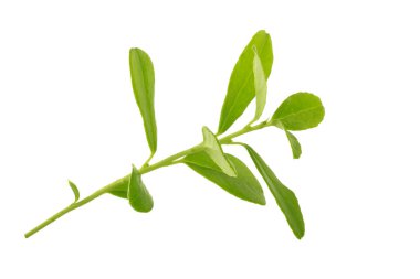 Arka planda yeşil yaprak, yakın