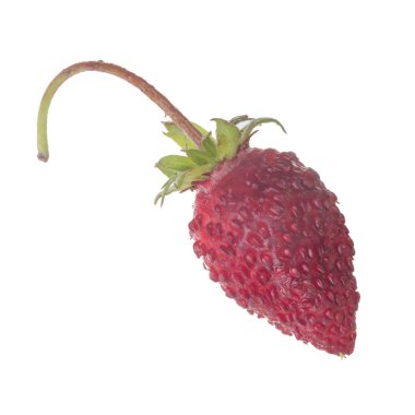 yabani çilek yakın çekim 