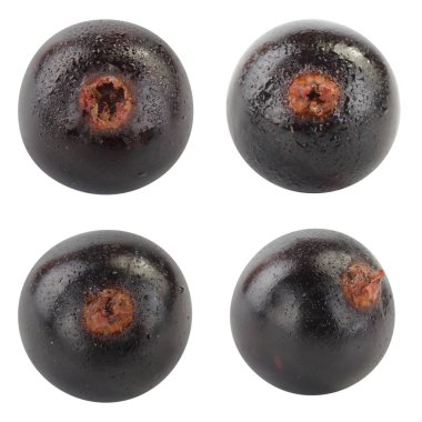 kuş üzümü berry yakın