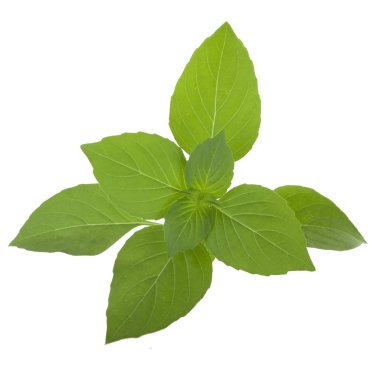 Arka planda, taze fesleğen yakın çekim