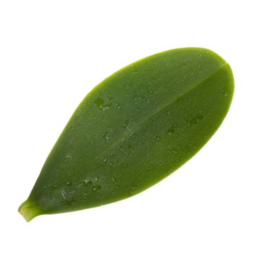 Arka planda yeşil yaprak, yakın