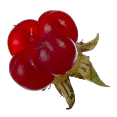 olgun bramble yakın