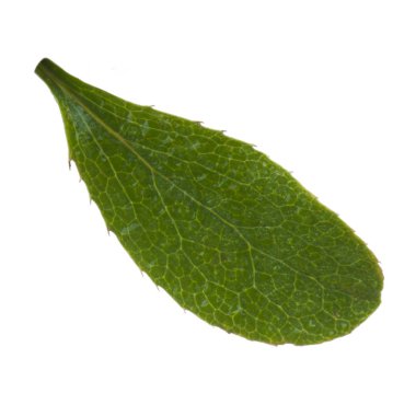 beyaz arka plan üzerinde izole böğürtlen yaprağı, yakın çekim 