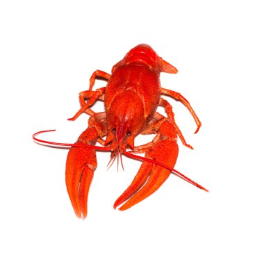 Beyaz arka planda izole kırmızı kerevit haşlanmış