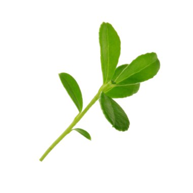 Arka planda yeşil yaprak, yakın