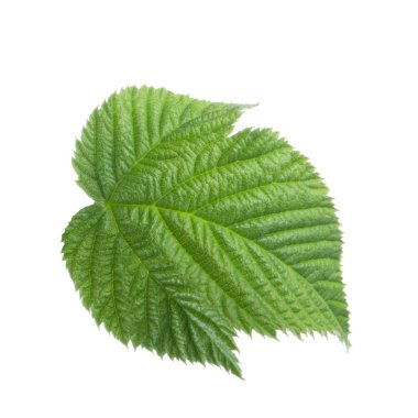 Arka planda yeşil yaprak, yakın