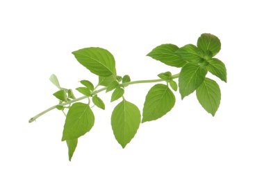 aromatik fesleğen beyaz arka plan üzerinde izole yaprakları, yakın çekim  