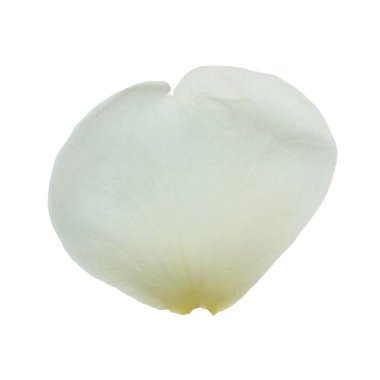 beyaz arka plan üzerinde izole beyaz gül yaprağı, yakın çekim