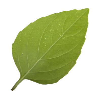 beyaz arka plan üzerinde izole aromatik fesleğen yaprağı, yakın çekim 