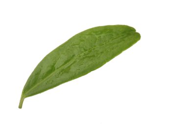 Arka planda yeşil yaprak, yakın