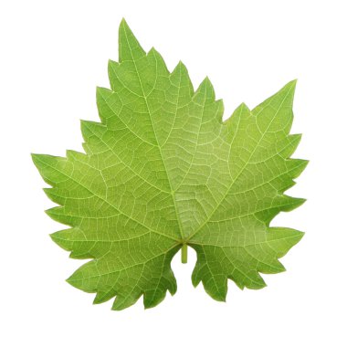 Olgun üzüm yakın çekim 