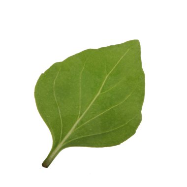 beyaz arka plan üzerinde izole aromatik fesleğen yaprağı, yakın çekim 