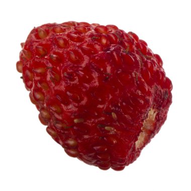 yabani çilek yakın çekim 