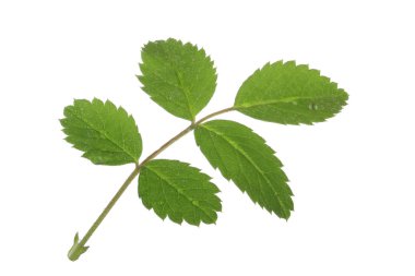  arka planda taze gül, yakın