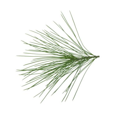 beyaz arka plan üzerinde izole sedir dalı, yakın çekim 