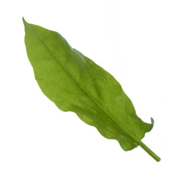 arka planda aromatik bitki, yakın