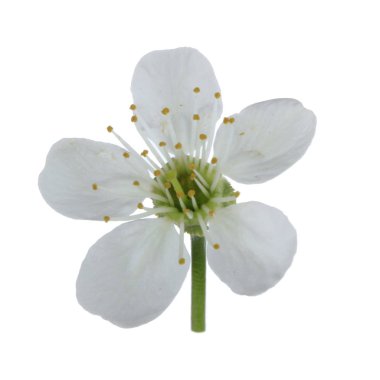 beyaz kiraz çiçeği beyaz arka plan üzerinde izole 