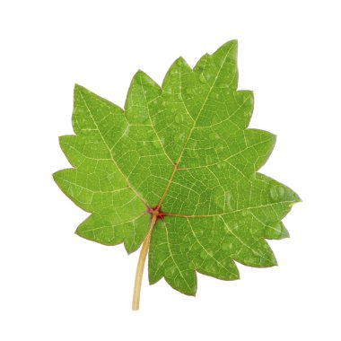 Olgun üzüm yakın çekim 