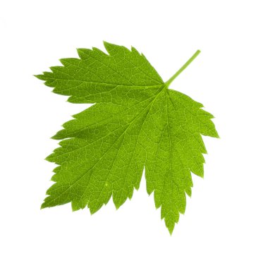 beyaz arka plan üzerinde izole yemyeşil üzüm yaprağı