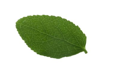 beyaz arka plan üzerinde izole bilberry yeşil yaprak, yakın çekim