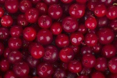 olgun bearberry yakın 