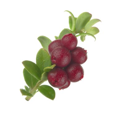 beyaz arka plan üzerinde izole olgun cowberries, yakın çekim  