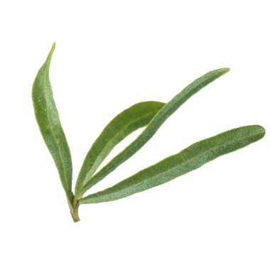 arkaplanda yeşil yapraklar, kapat