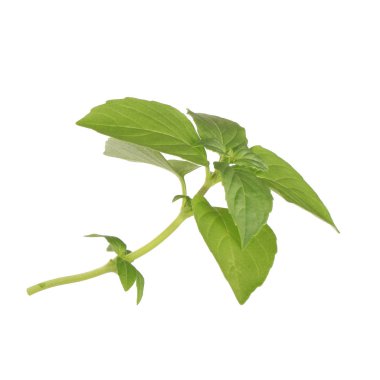 aromatik fesleğen beyaz arka plan üzerinde izole yaprakları, yakın çekim  