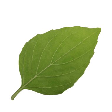 beyaz arka plan üzerinde izole aromatik fesleğen yaprağı, yakın çekim 