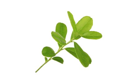 Arka planda yeşil yaprak, yakın