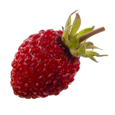 yabani çilek yakın çekim 