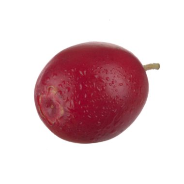 olgun bearberry yakın 