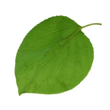 beyaz arka plan üzerinde izole yeşil kayısı yaprağı, yakın çekim   