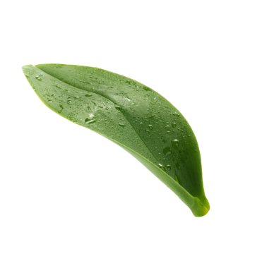 beyaz arka plan üzerinde izole yeşil orkide yaprağı