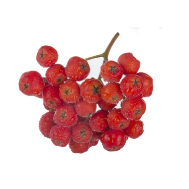 olgun ashberry yakın 