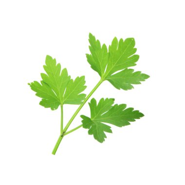 arka planda aromatik bitki, yakın