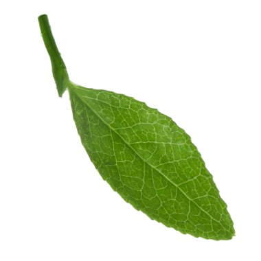 beyaz arka plan üzerinde izole bilberry yeşil yaprak, yakın çekim