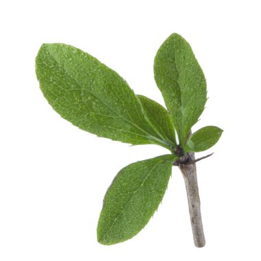 beyaz arka plan üzerinde izole böğürtlen yaprağı, yakın çekim 