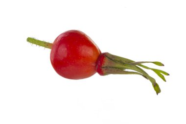 beyaz arka plan üzerinde izole köpek böğürtlen, yakın çekim