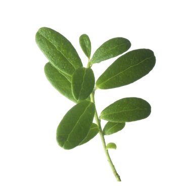 Arka planda yeşil yaprak, yakın