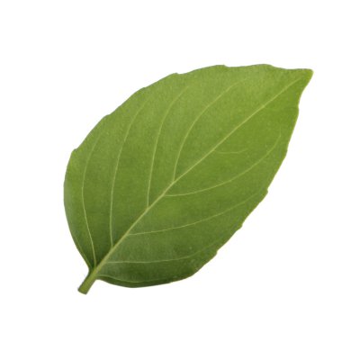 beyaz arka plan üzerinde izole aromatik fesleğen yaprağı, yakın çekim 