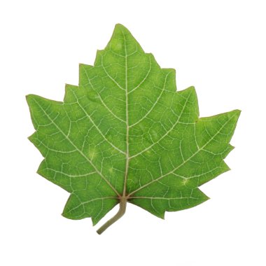 Arka planda yeşil yaprak, yakın