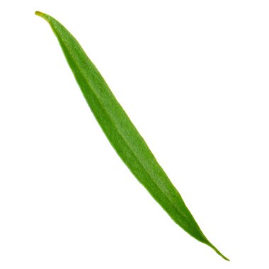 Arka planda yeşil yaprak, yakın