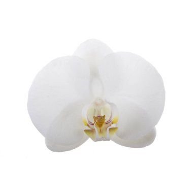 güzel beyaz orkide çiçek, yakın görünümü  