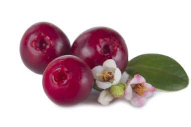 olgun bearberry yakın 