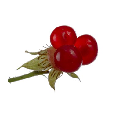 olgun bramble yakın