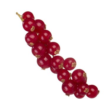 kuş üzümü berry yakın