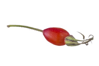 beyaz arka plan üzerinde izole köpek böğürtlen, yakın çekim