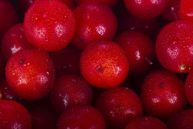 ok ağacı berry yakın 